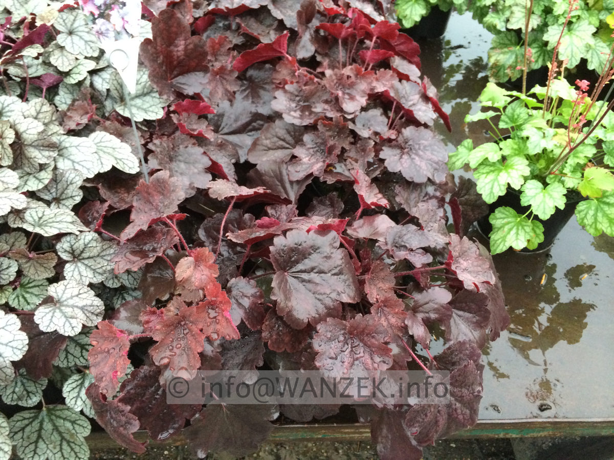 Heuchera Hybride Bella Notte 1.JPG